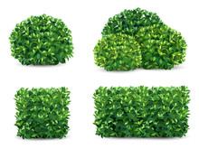 Vector Bush In Different Forms. An Ornamental Plant Shrub For The Design Of A Park, A Garden Or A Green Fence.