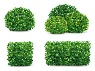 vector bush in different forms. an ornamental plant shrub for the design of a park, a garden or a gr