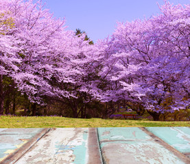 Sticker - Background of wooden and Cherry blossom tree.     