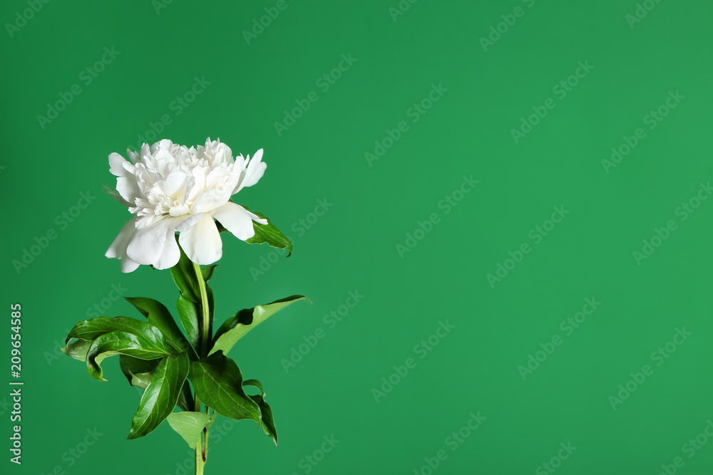 Beautiful peony flower on color background
