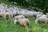 Fototapeta Zwierzęta - Schafe in der Rhön