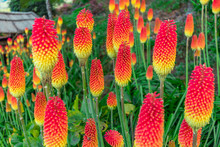 Red Hot Pokers Field At Les Makes In Saint Louis, Reunion Island 