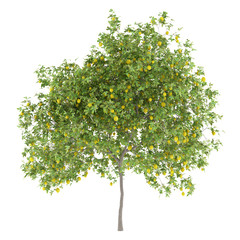 Wall Mural - lemon tree with lemons isolated on white background