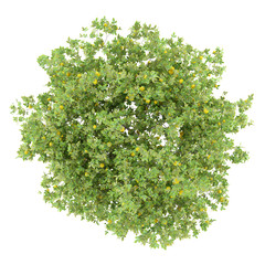 Wall Mural - top view of lemon tree with lemons isolated on white background