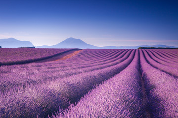 Wall Mural - Campi di Lavanda in Provenza, Francia