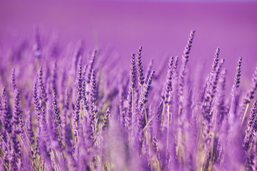 Wall Mural - Lavanda in Provenza, Francia