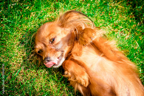 Plakat szczenię szczęśliwy pies jak leży w trawie