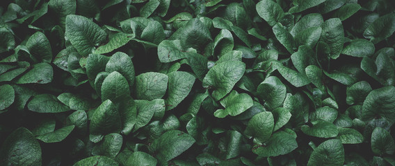 Green leaf texture. tropical leaves