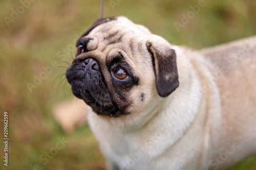 Fényképezés A Purebred Pug Dog Being Judged At A Country Show