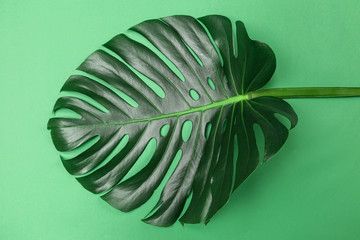 Sticker - Fashion background with Monstera leaf