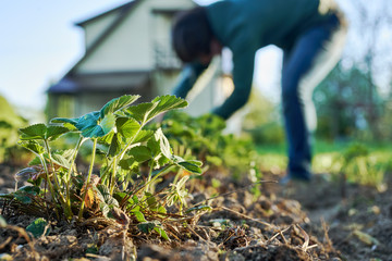 Woman weeding the strawberry beds in the garden with a country house on the background