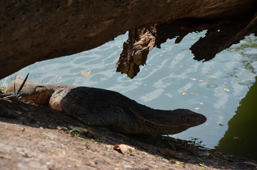 Poster - Monitor lizard Varanus asia