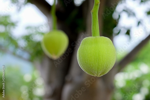 Fotomural African baobab fruit or Monkey bread
