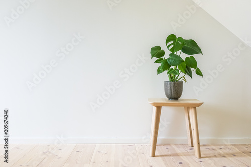 Fotografía Wooden table with a potted plant, fruit salad tree (Monstera deliciosa)