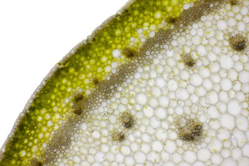 Microscopic view of Bearded iris (Iris x germanica) plant stem cross section