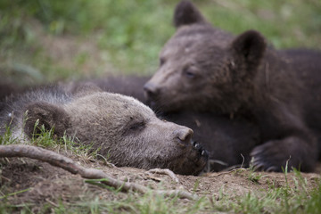 bear brothers sleeping