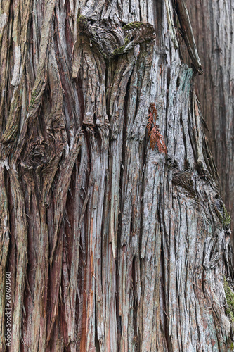 Fényképezés  Bark of gigantic plicata thuja tree