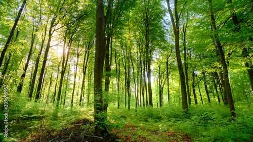 Fototapeta  The sun casts its beautiful rays into the fresh green forest, time lapse