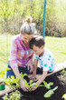 © epiximages - beautiful mother and her blond son planting salad in the raised bed in her garden