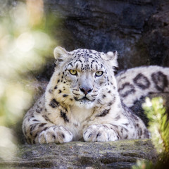 Wall Mural - Attentive snow leopard keeps a watchful eye through the foliage.