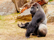 Gorilla sitting upright holding his hand up