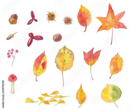 森の落ち葉と木の実のセット 水彩イラスト Stock イラスト Adobe Stock