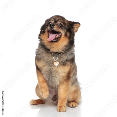 Fotografía adorable seated pom with necklace waits its food