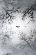 Falcon Flying In Sky Over Cloudy Forest