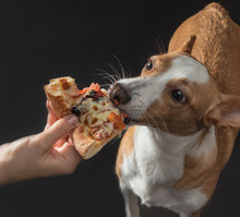 Cat And Dog Are Fed Pizza