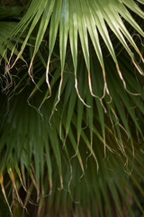 Wall Mural - tropical jungle palm tree leaves in a greenhouse, close up, can be used as background