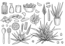 Aloe Vera Collection, Illustration, Drawing, Engraving, Ink, Line Art, Vector