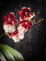 Canvas Print - Black wooden background with Orchid cambria