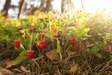 Fototapeta  - Wild strawberries at sunset in a pine forest.