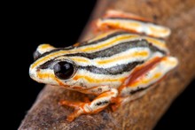 Painted Reed Frog.(Hyperolius Marmoratus Taeniatus)