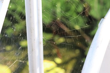 the home of a spider, its spider web 