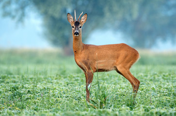 Wall Mural - Wild roe deer standing in a soy field