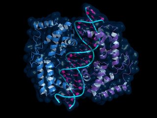 Wall Mural - HNF homeobox A (HNF1A) transcription factor, cartoon model with semi-transparent surface.