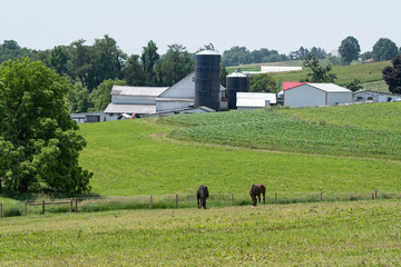 horses grazing with farm in background