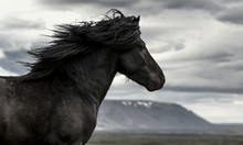 Horse in the wind
