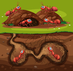 Wall Mural - A Group of Working Ants in Hole