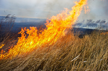 Wall Mural - dry grass burns in the steppe.