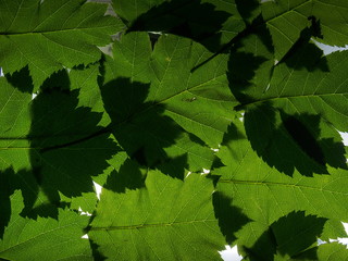 Background picture of green leaves. The leaves of the tree to the light.