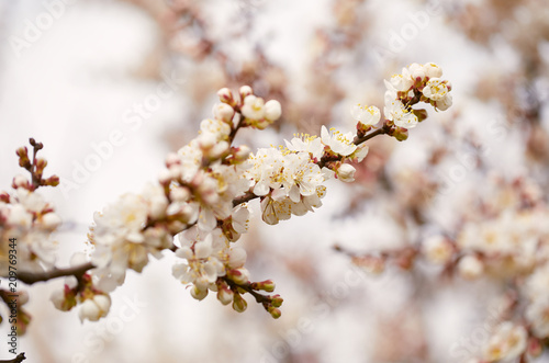 Spring blossoming tree