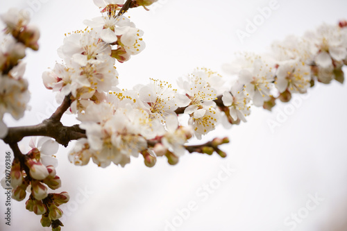 Spring blossom tree