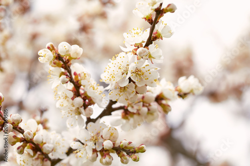 Spring blossoming cherry tree