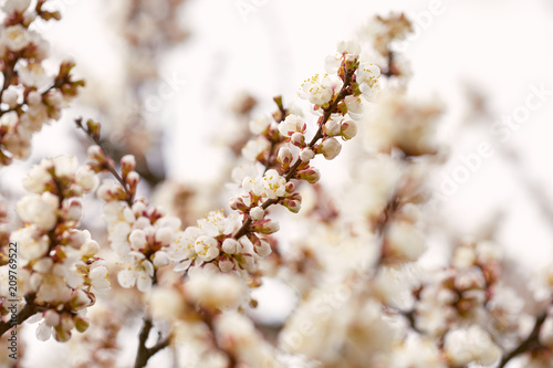 Spring blossom tree with beautiful flowers