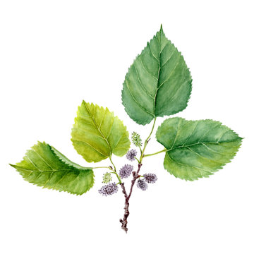 botanical watercolor illustration sketch of fruits and leaves of mulberry morus on white background.
