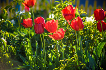 Red beautiful tulips field in spring time with sunlight, floral background