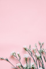 Wall Mural - flowers composition. border of white flowers on a pastel pink background. greeting card. flat lay, t