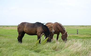 Wall Mural -  Horses in the field 